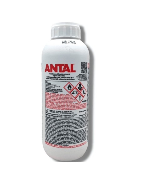ANTAL